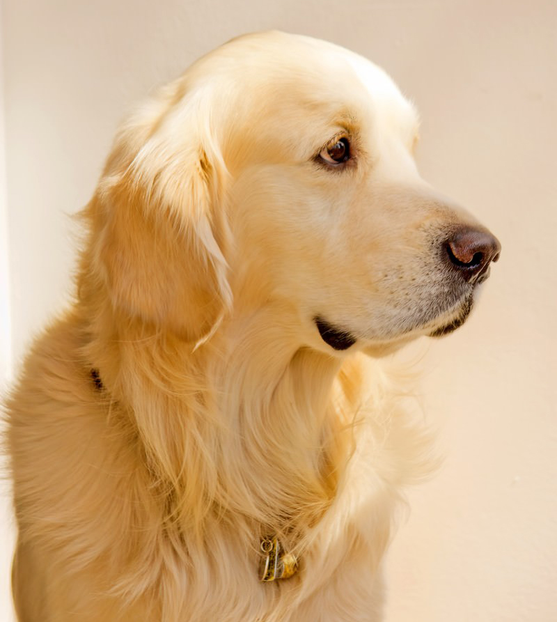 代表取締役 犬田太陽